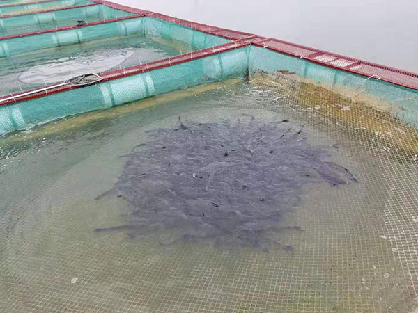黃鱔泥鰍網箱6