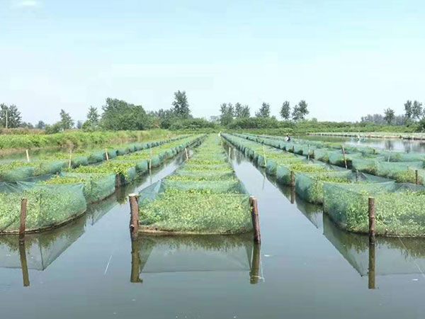黃鱔泥鰍網箱2