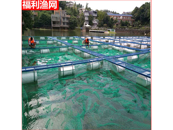 養魚網箱鋼結構平臺4