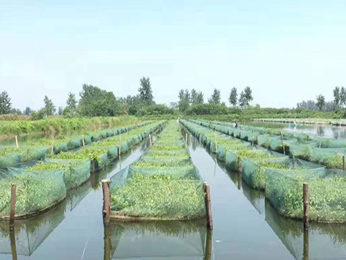 植物養殖